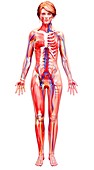 Female anatomy,artwork