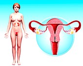 Female reproductive system,artwork