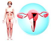 Female reproductive system,artwork