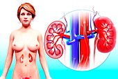 Human kidney,artwork