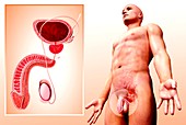 Male urinary system,artwork
