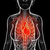 Female cardiovascular system,artwork