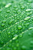 Water drops on leaf