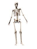 Male skeleton,artwork