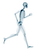 Skeleton running,artwork