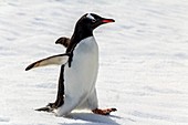 Gentoo penguin running