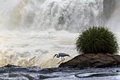Great egret at Iguazu Falls,Argentina