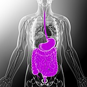 Human digestive system,artwork