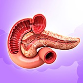 Human pancreas,artwork