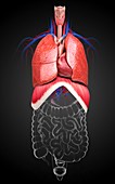 Human respiratory system,artwork