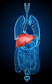 Human liver and gall bladder,artwork