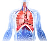 Human respiratory system,artwork