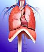 Human respiratory system,artwork