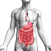 Human digestive system,artwork