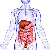 Human digestive system,artwork