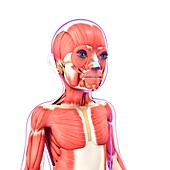 Child's muscular system,artwork