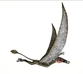 Dorygnathus dinosaur,artwork