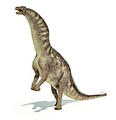 Amargasaurus dinosaur,artwork
