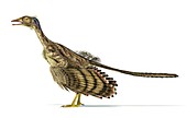 Archaeopteryx dinosaur,artwork