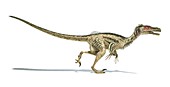 Velociraptor dinosaur,artwork