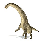 Titanosaurus dinosaur,artwork
