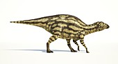 Maiasaura dinosaur,artwork