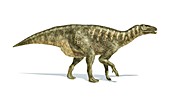 Iguanodon dinosaur,artwork