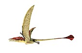 Eudimorphodon,artwork