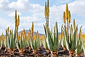 Aloe vera plantation