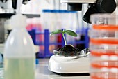 Seedling in a laboratory