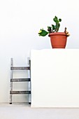 Cactus and white wall