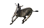 Zebra galloping,artwork
