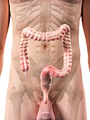 Male appendix,artwork