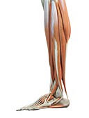 Leg and foot muscles,artwork