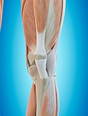 Human knee anatomy,artwork