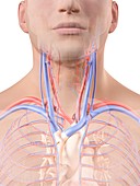 Blood vessels in neck,artwork