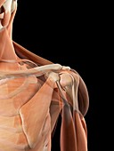 Human shoulder muscles,artwork