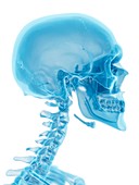 Human skull and neck,artwork