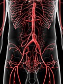 Human abdominal arteries,artwork