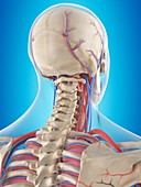 Human neck anatomy,artwork