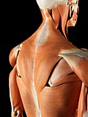 Back and shoulder muscles,artwork