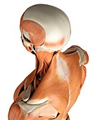 Head and neck muscles,artwork