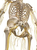 Thoracic bones and nerves,artwork