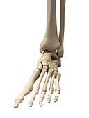 Human foot bones,artwork