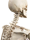 Human cervical spine,artwork