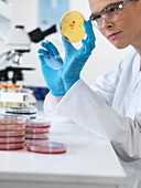 Scientist with petri dish