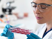Scientist holding stem cells