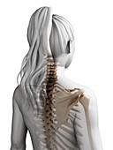 Female spine,artwork