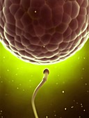 Human sperm and egg,artwork