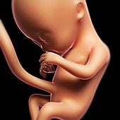 Foetus at 4 months,artwork